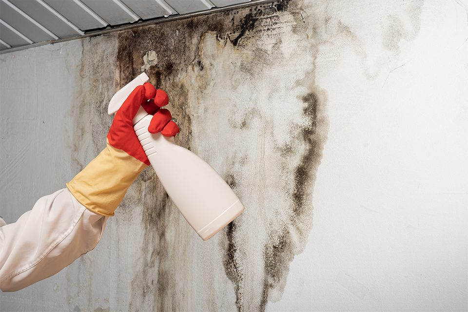 Damp & Mould: How to Spot, Stop and Prevent Damage in Your Home